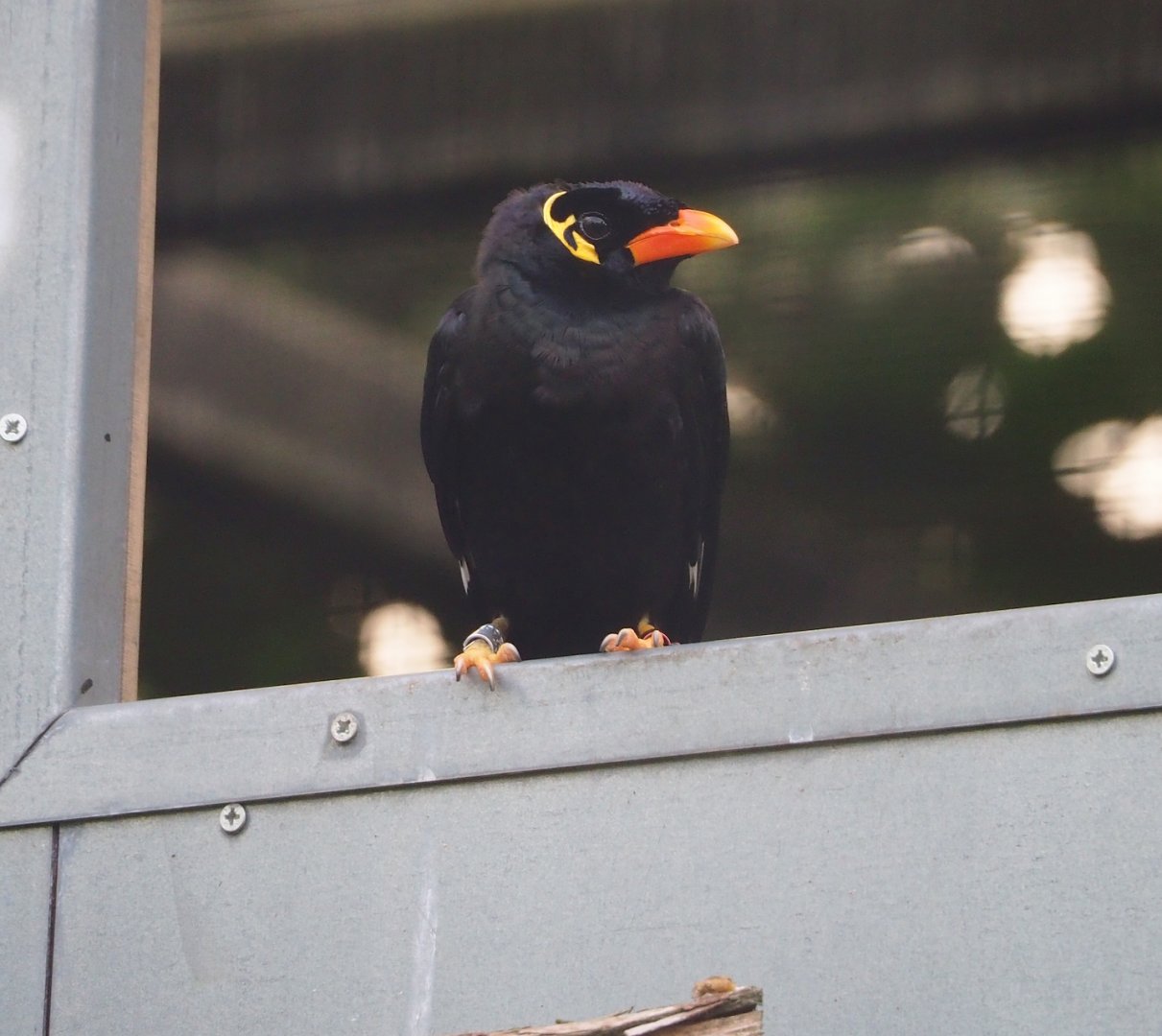 Greater hill myna (Gracula religiosa intermedia), 2023-09-19