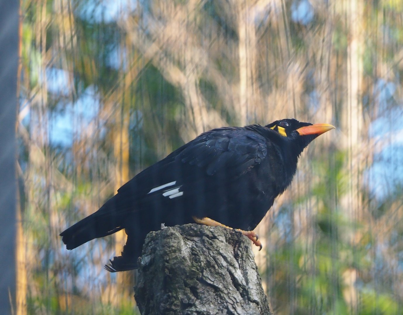Greater hill myna (Gracula religiosa intermedia), 2023-10-04