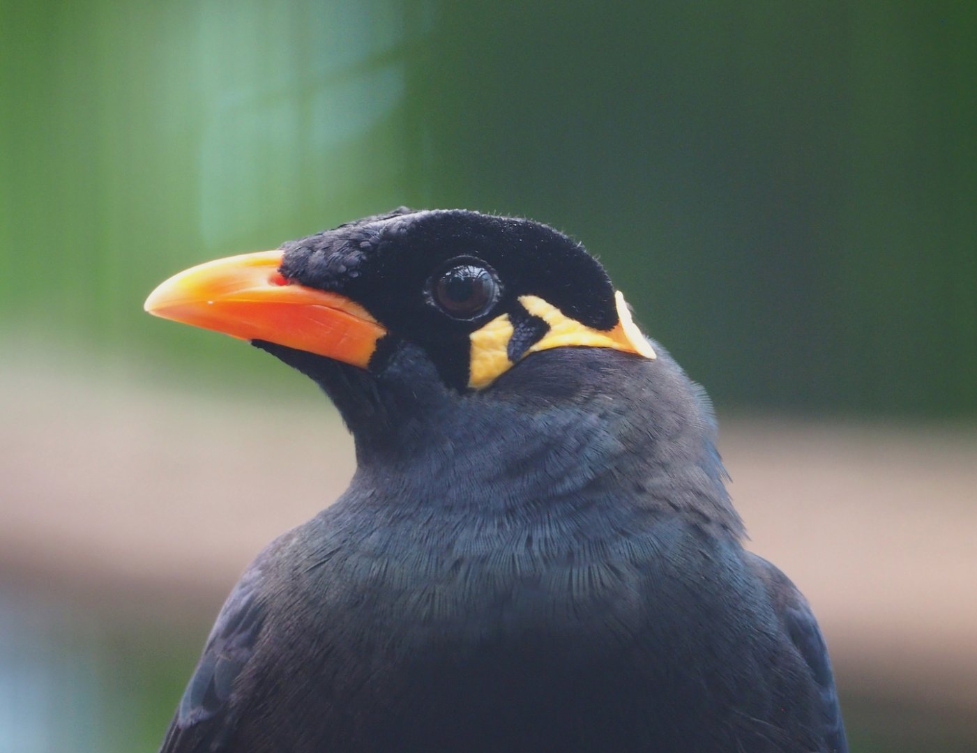 Greater hill myna (Gracula religiosa intermedia), 2024-03-04