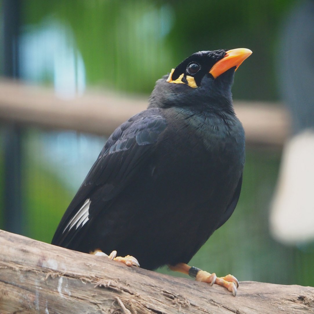 Greater hill myna (Gracula religiosa intermedia), 2024-03-04