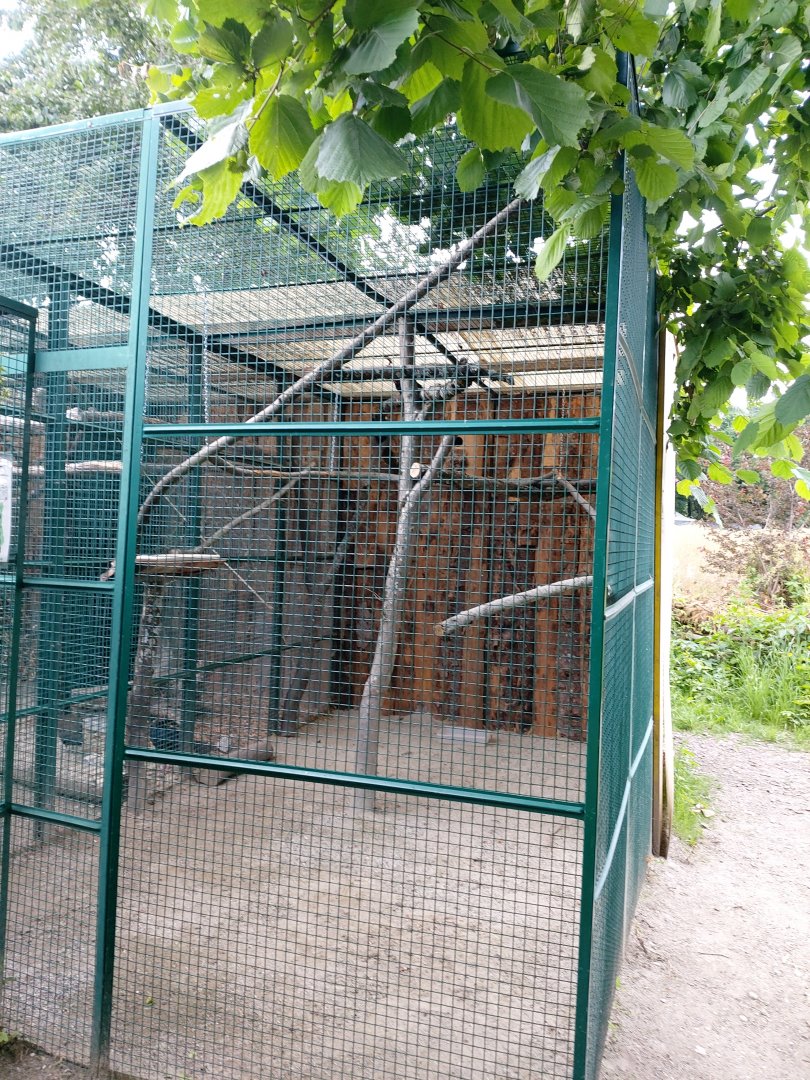 Greater hill myna (Gracula religiosa intermedia) aviary - Bioparc Genève