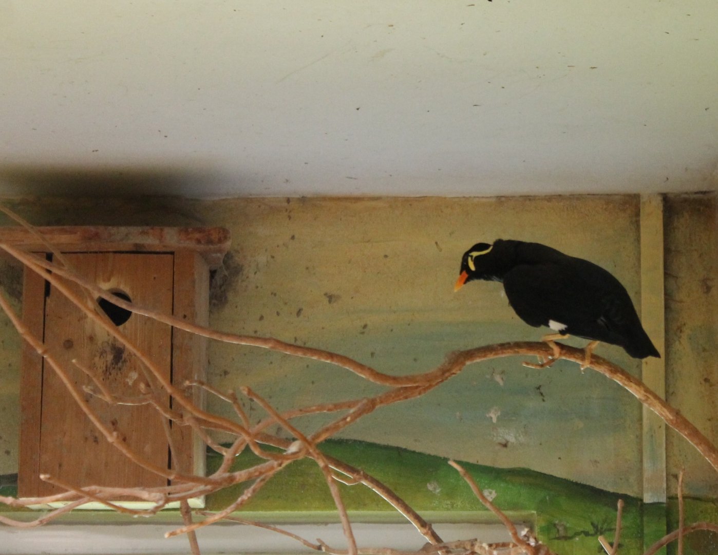 Greater hill myna