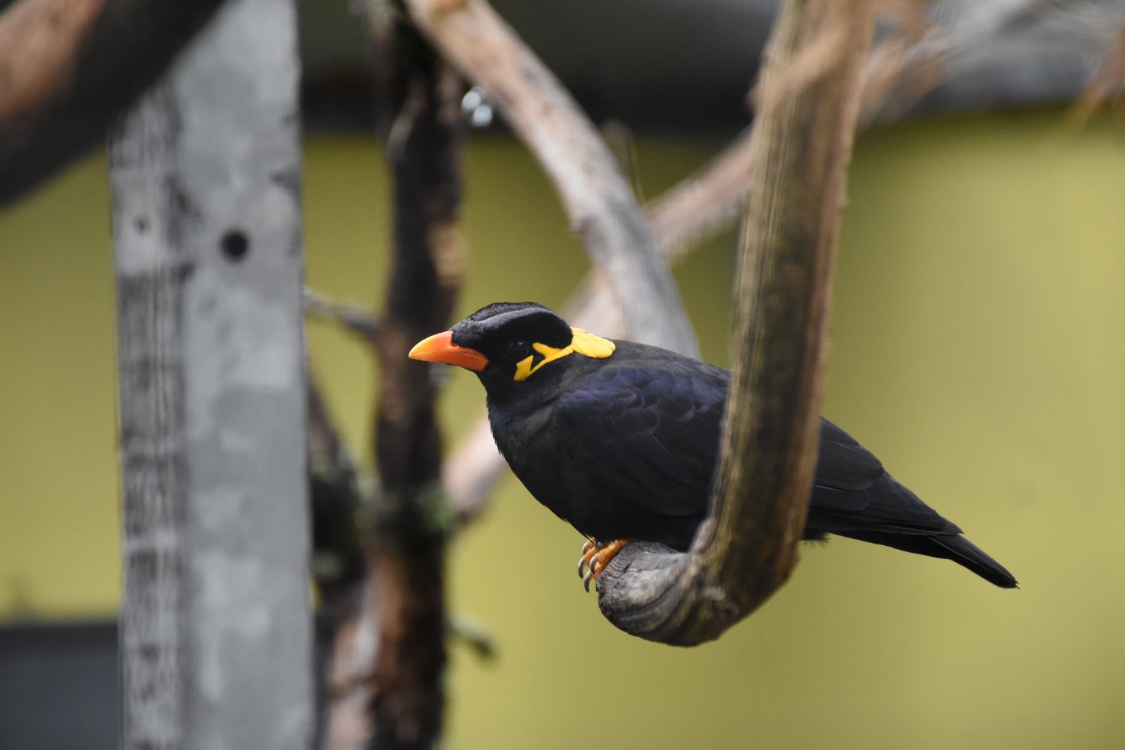 Greater hill myna