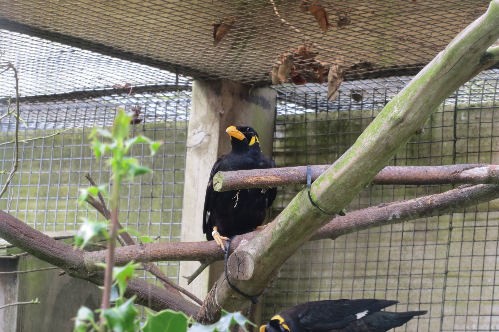 Greater hill mynah 070819