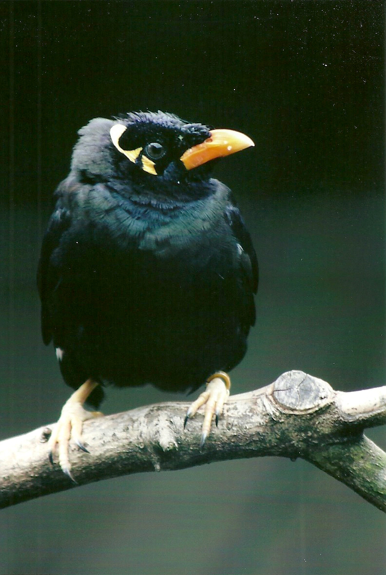 Greater Hill Mynah 13th September 2012