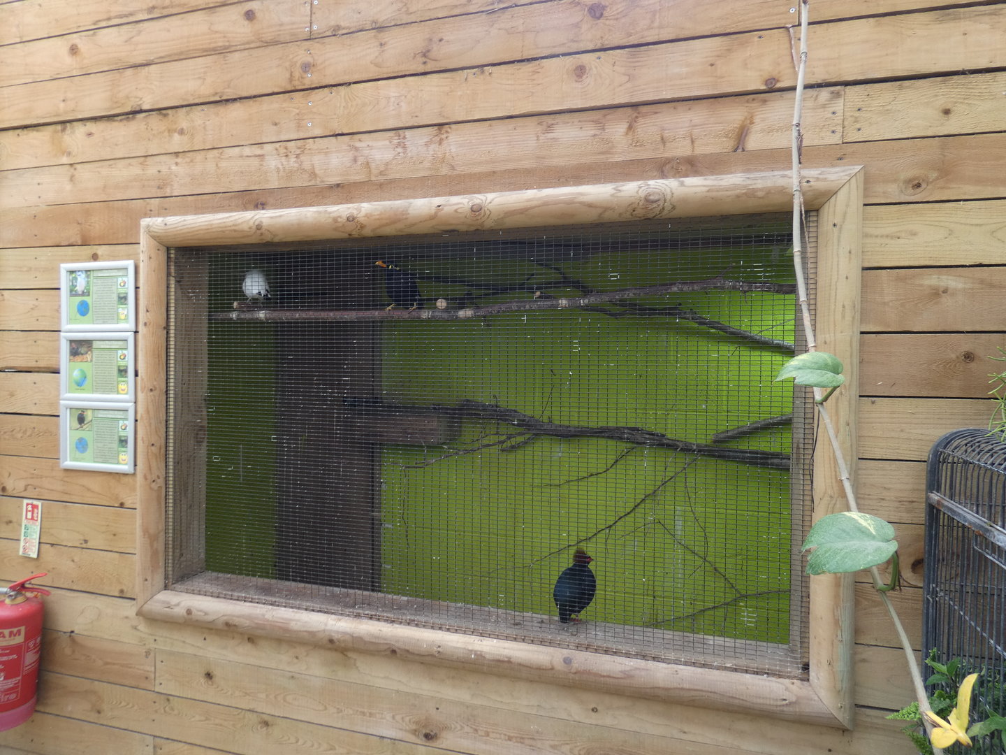 Greater hill mynah, Rothschild's mynah and Crested wood pigeon aviary