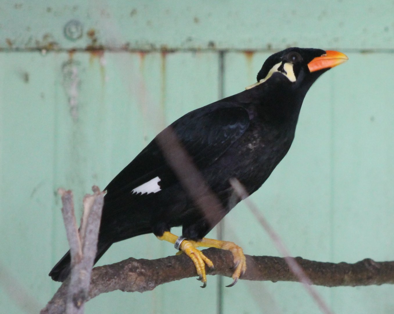 Greater hill mynah