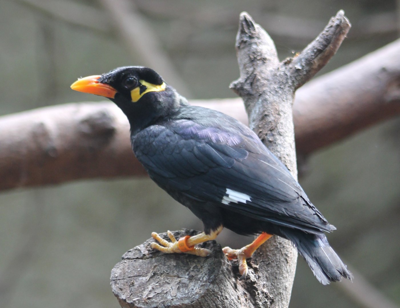 Greater hill mynah