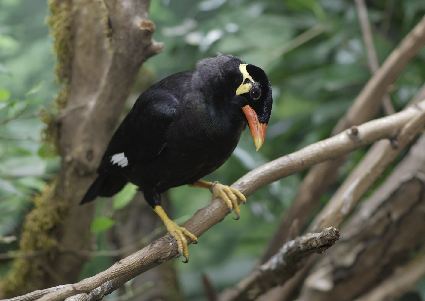 Greater hill mynah