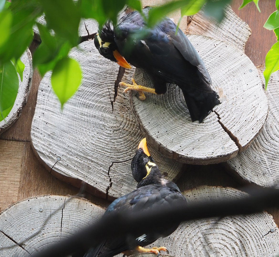 Greater hill mynas (Gracula religiosa intermedia), 2022-08-28