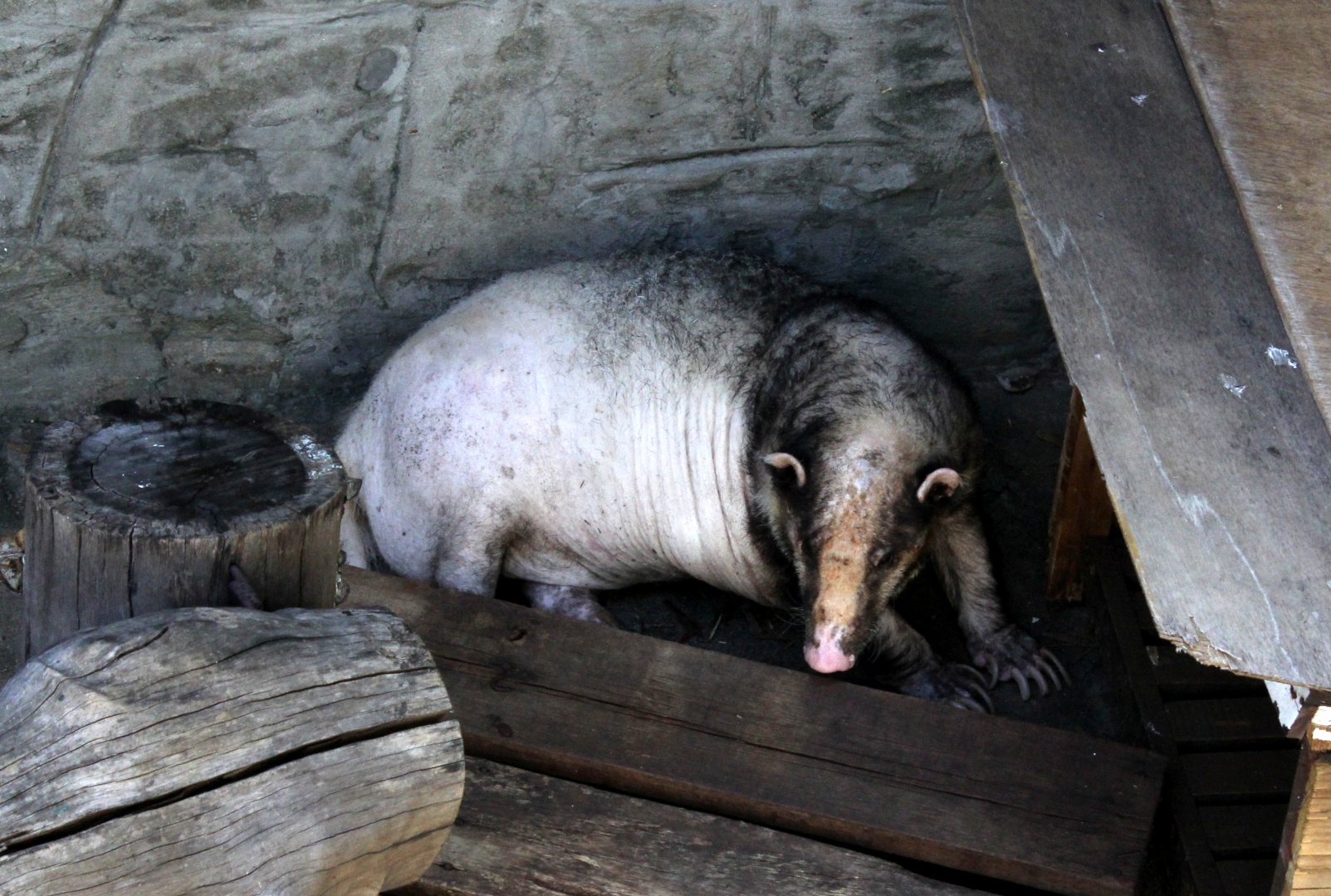 Greater Hog badger (Arctonyx collaris dictator)