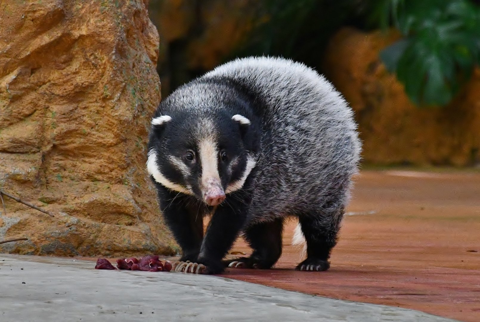 Greater Hog Badger (Arctonyx collaris)