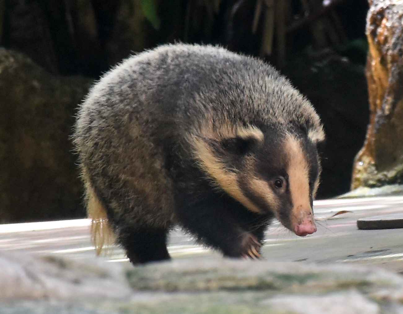Greater Hog Badger (Arctonyx collaris)