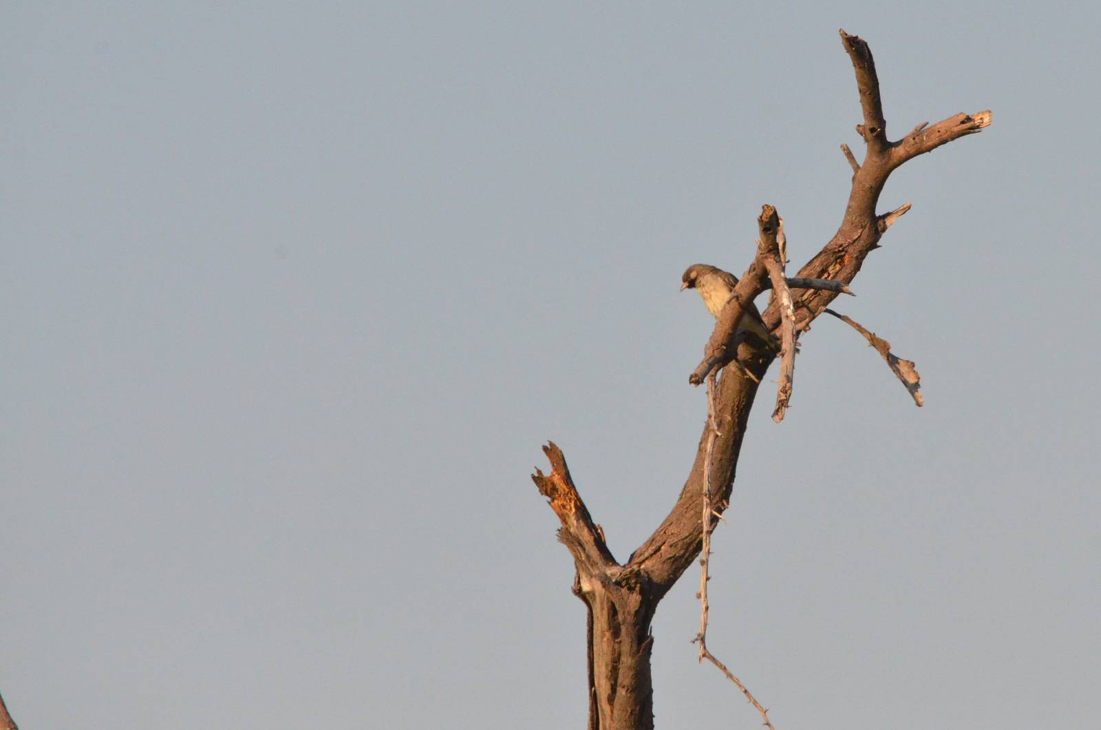 Greater Honeyguide, Moremi Game Reserve, Botswana, 27/04/16