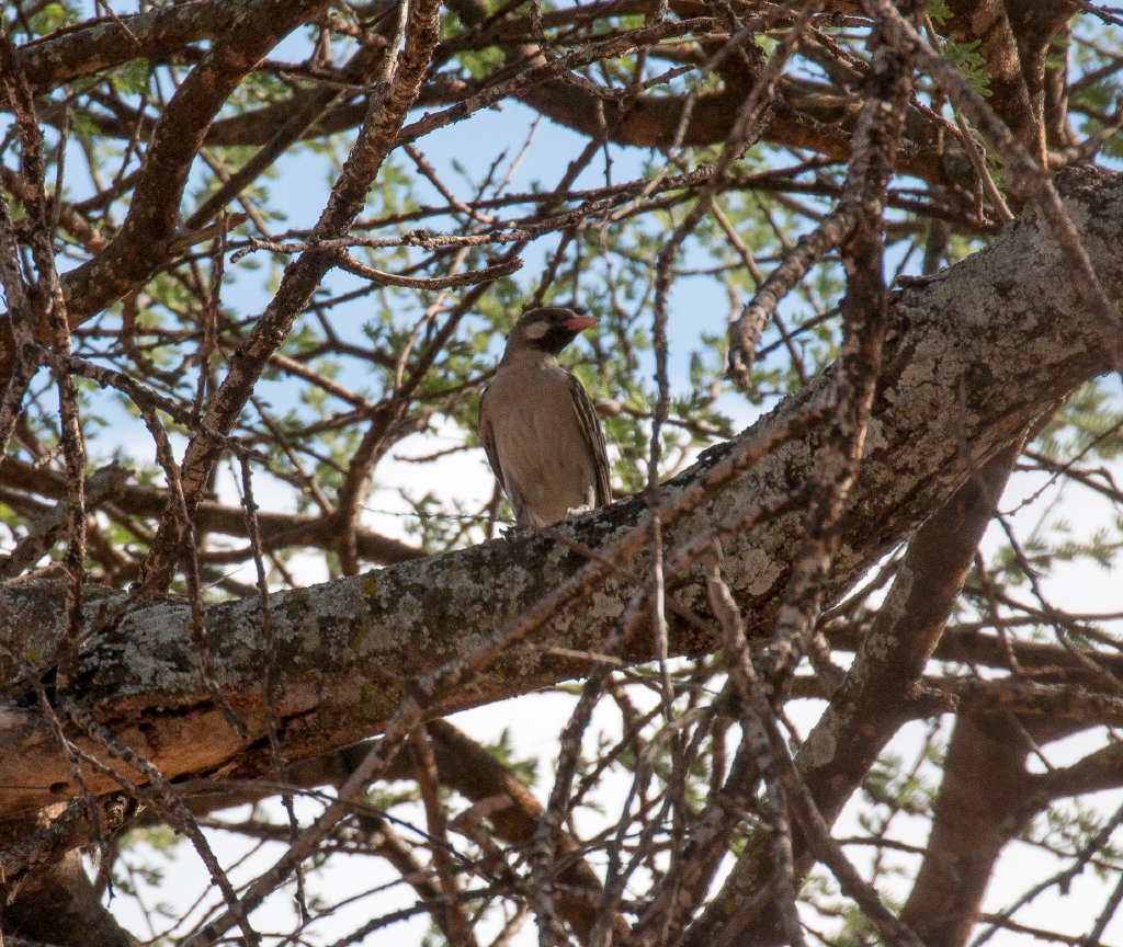 Greater Honeyguide