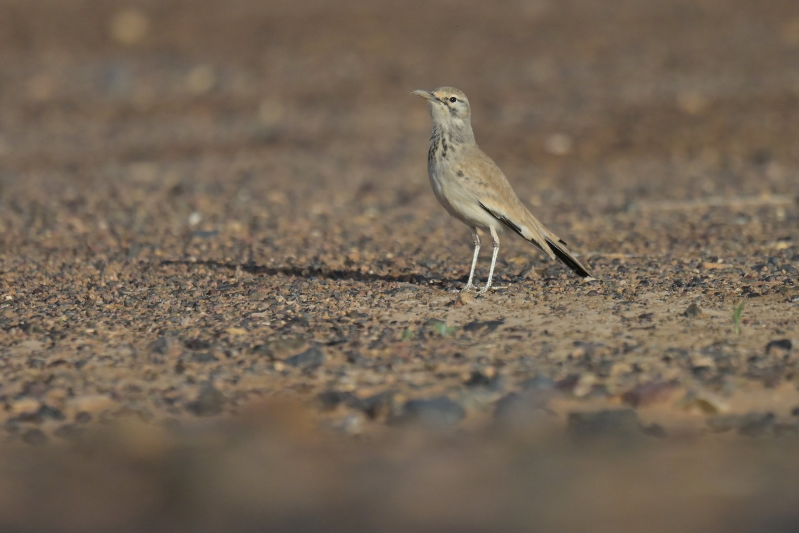Greater Hoopoe-Lark Alaemon alaudipes