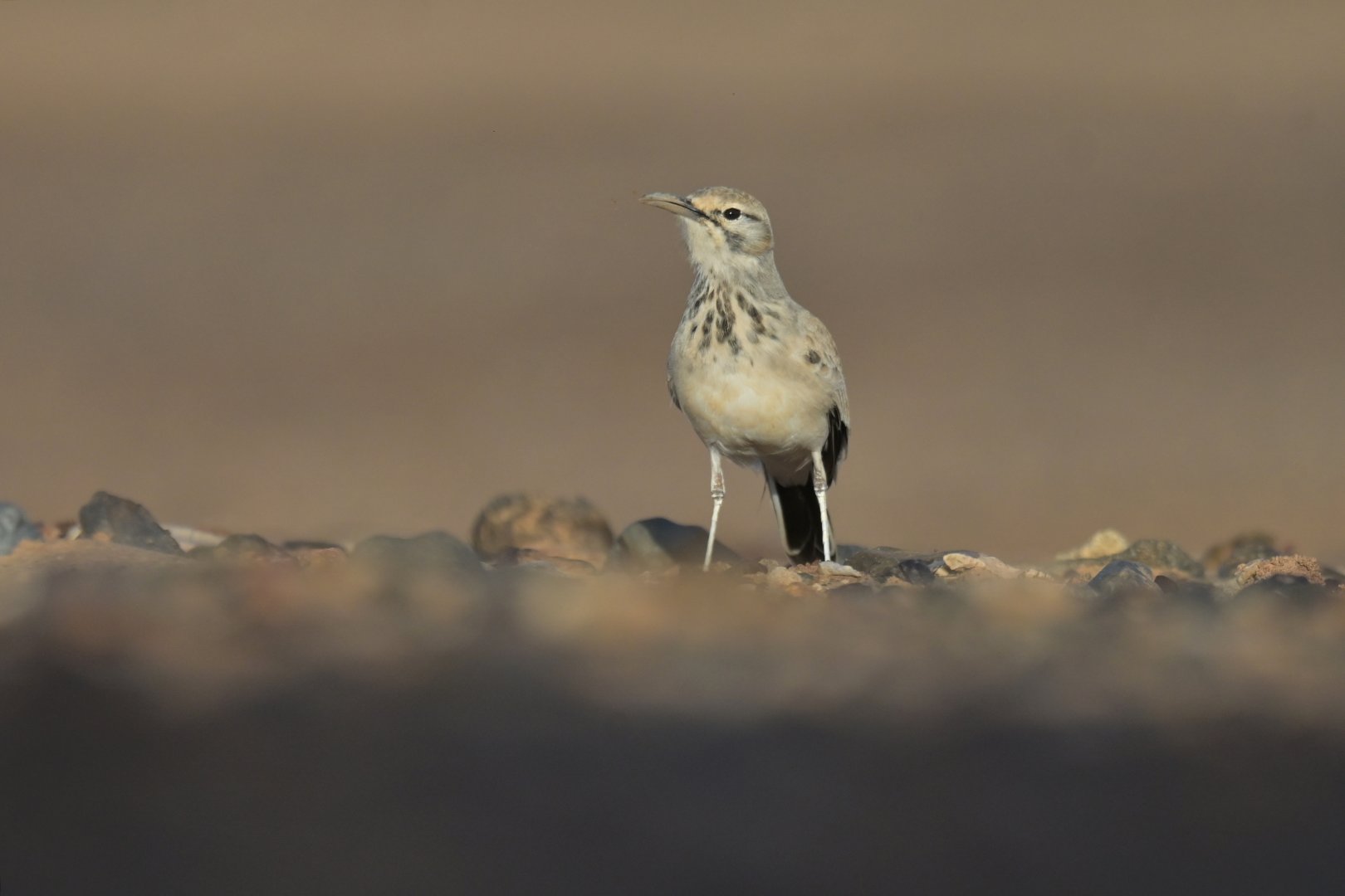 Greater Hoopoe-Lark Alaemon alaudipes