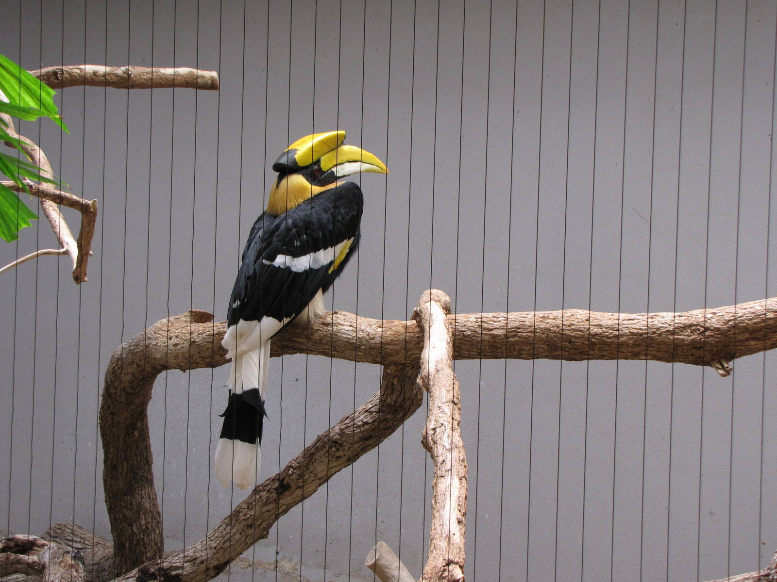 Greater Hornbill