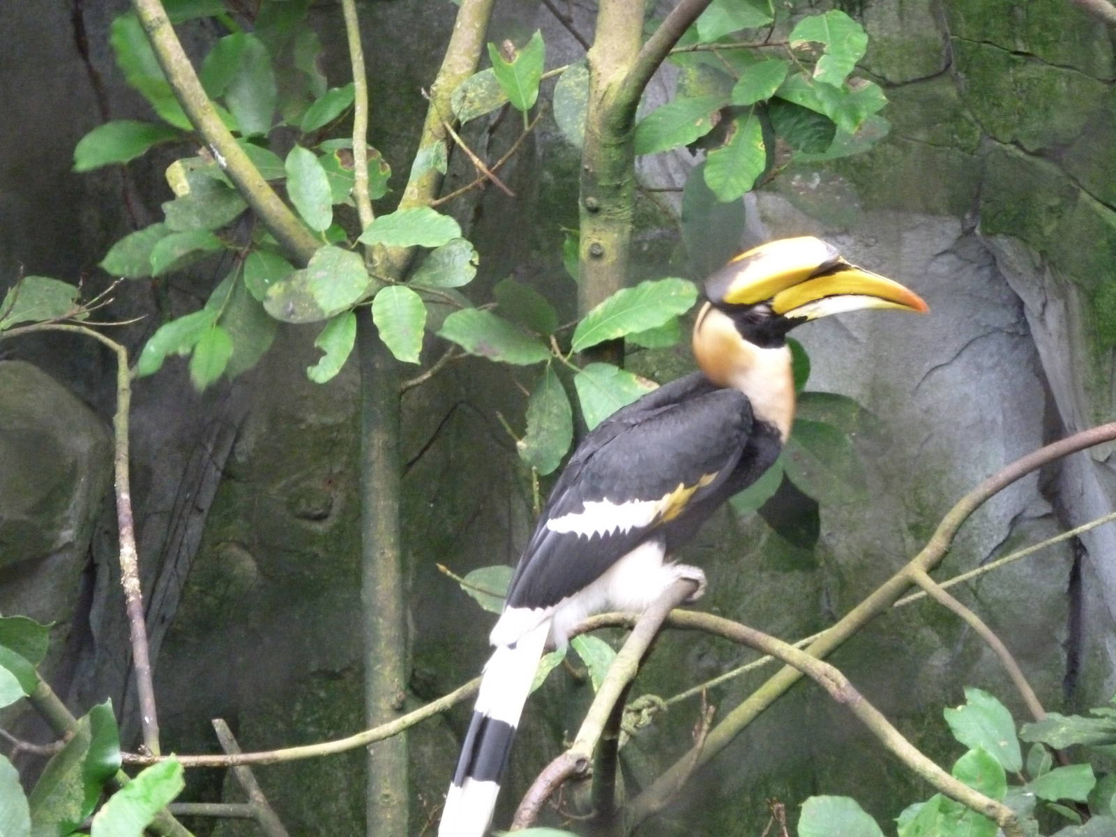 Greater hornbill