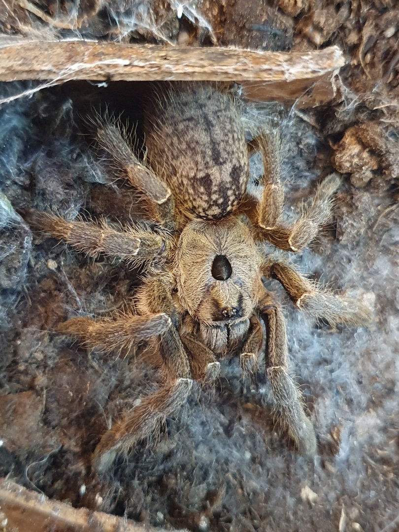 Greater horned baboon spider