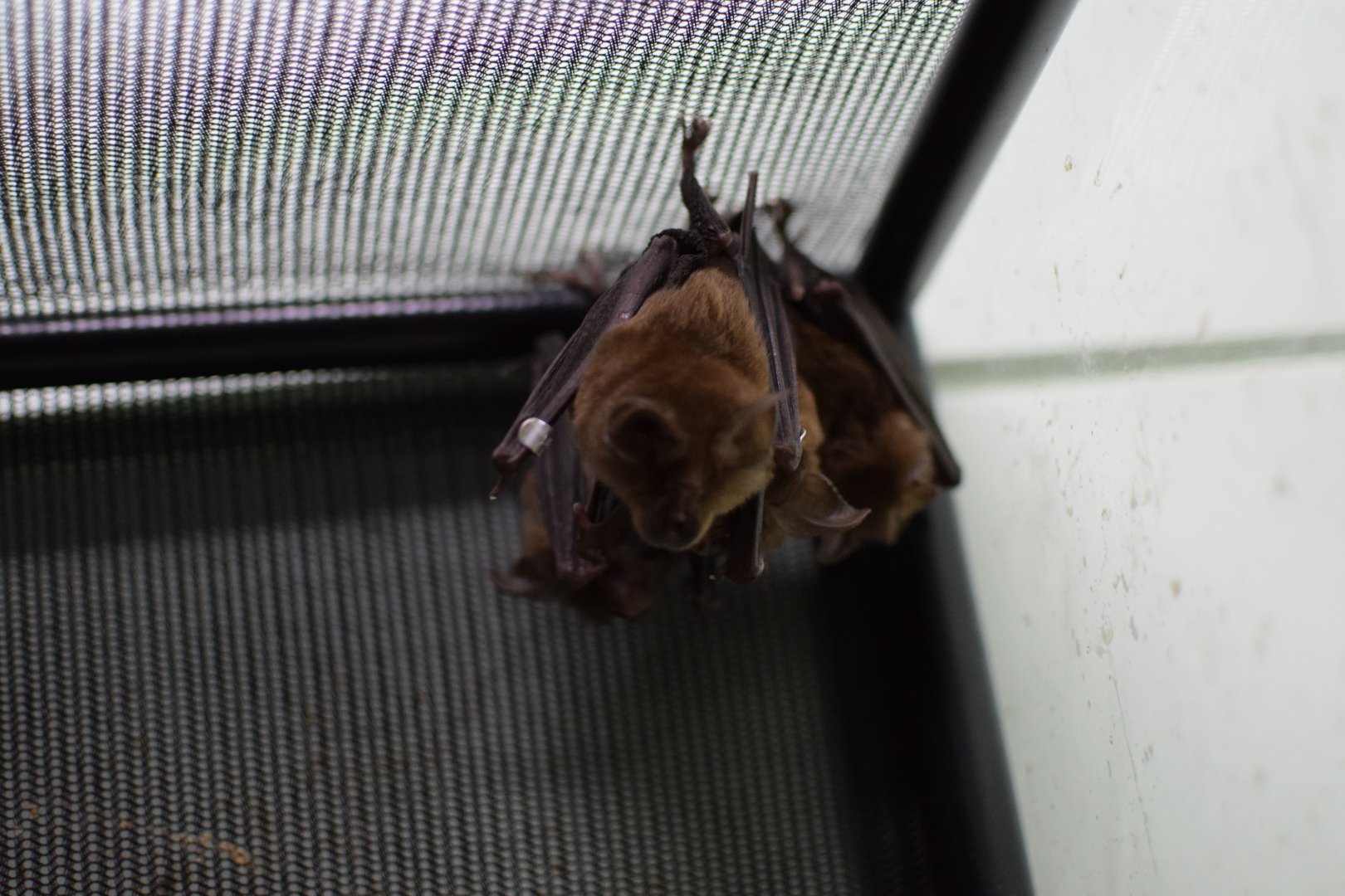 Greater horsehoe bat