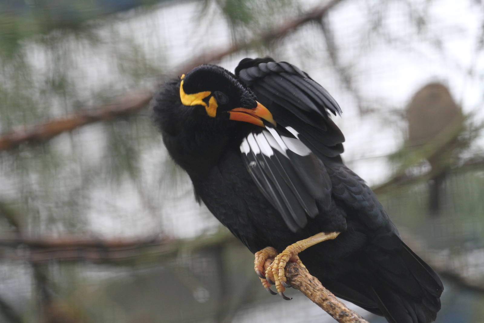 Greater Indian Hill Mynah?