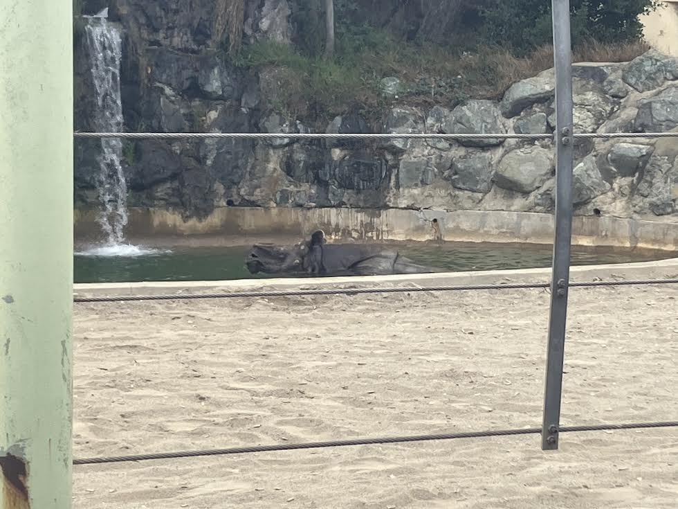 Greater Indian one-horned Rhino