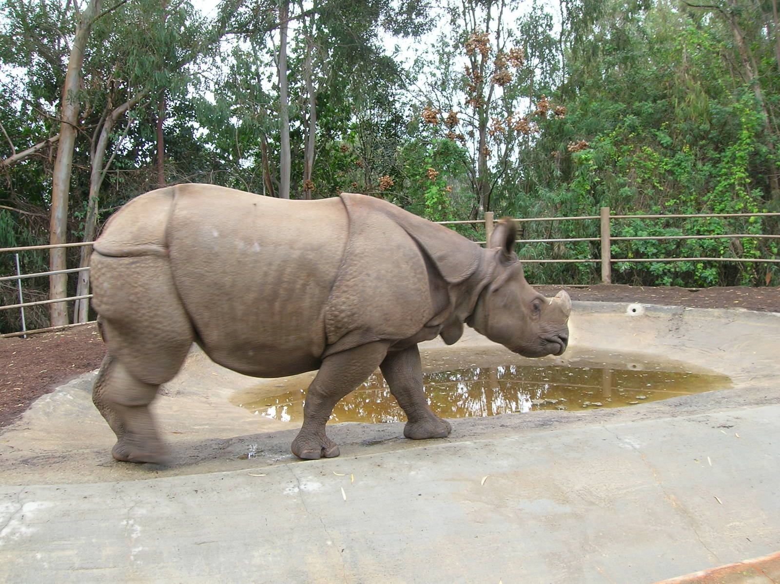 Greater Indian One-horned Rhinoceros 1-23-09