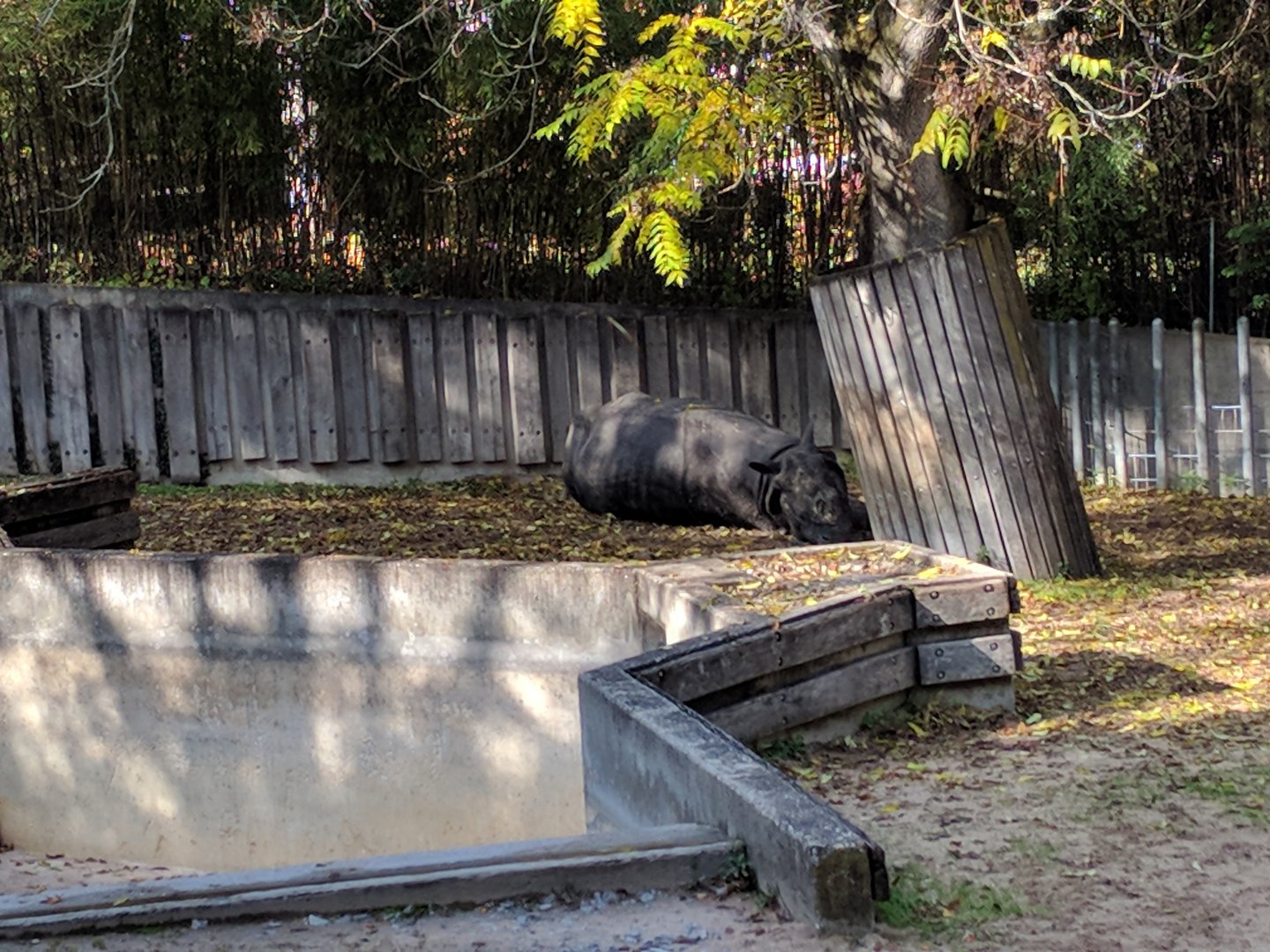 Greater Indian one horned rhinoceros taking a nap