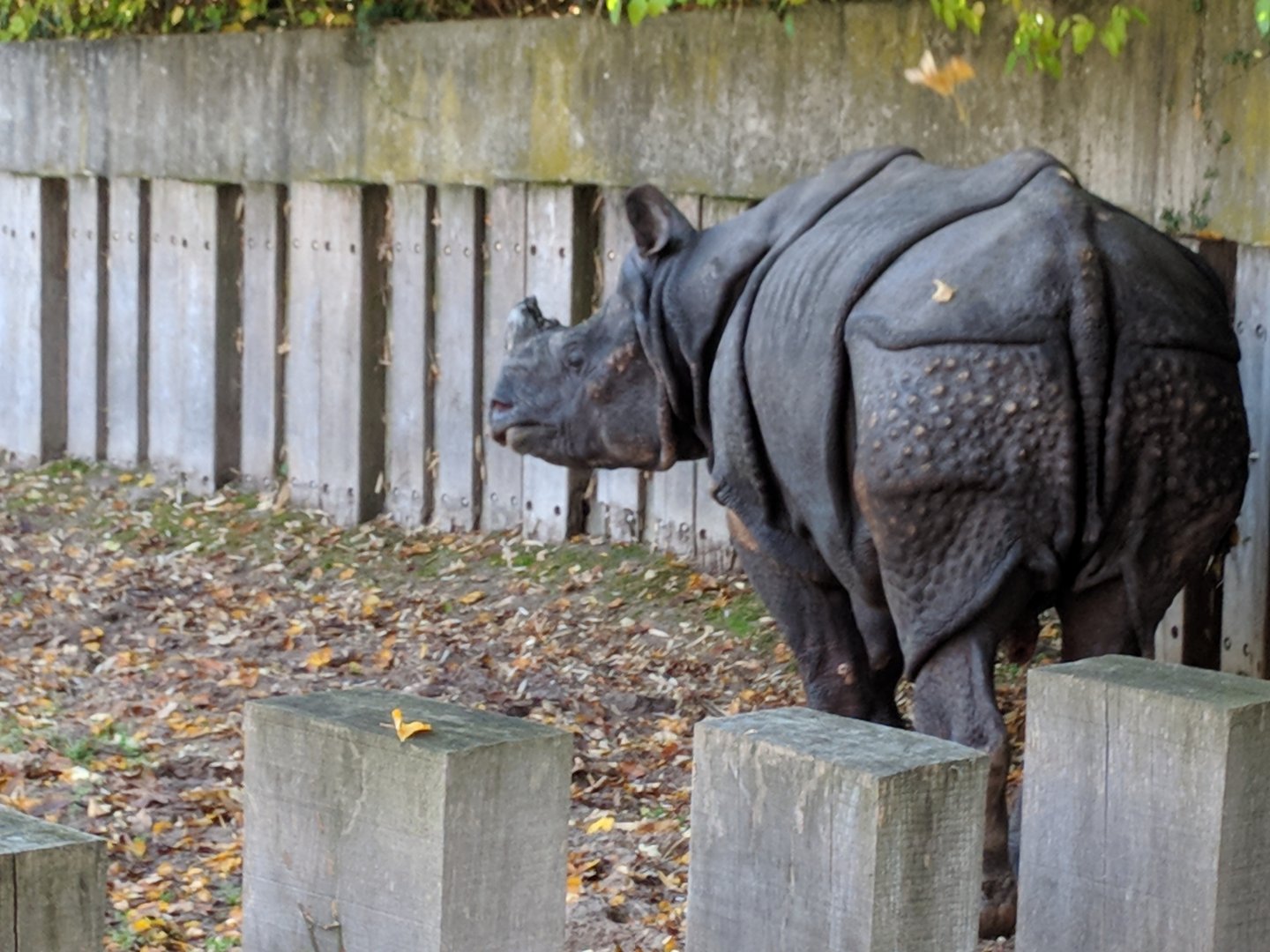 Greater Indian one horned rhinoceros
