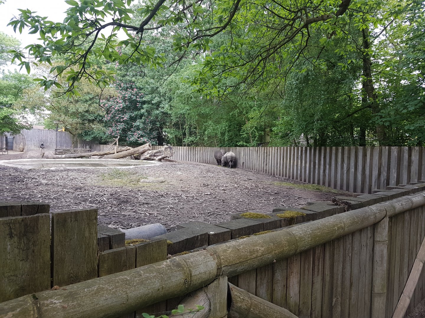 Greater Indian rhinoceros enclosure