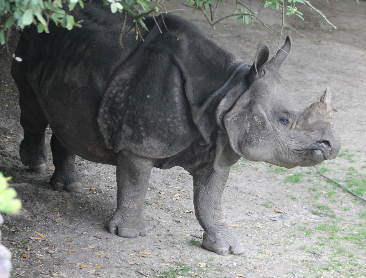 Greater Indian rhinoceros