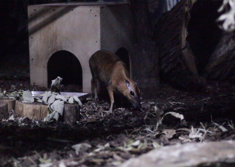 Greater Indo-Malayan chevrotain (Tragulus napu)