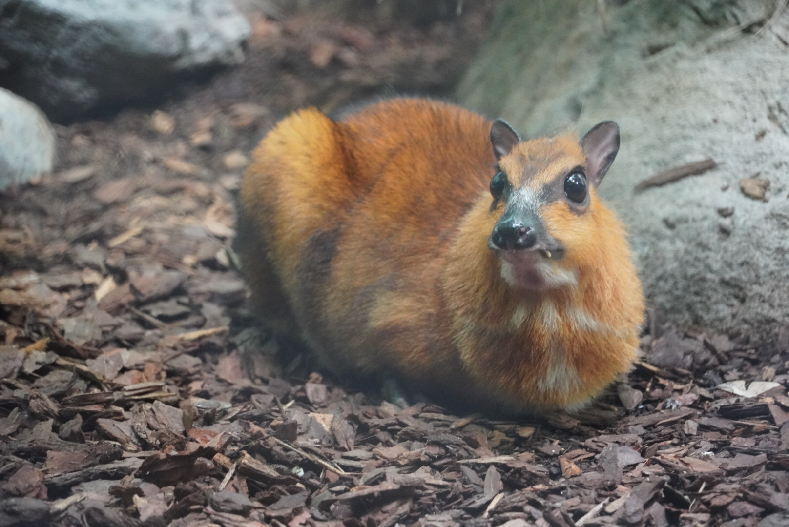 Greater Indo-Malayan Chevrotain