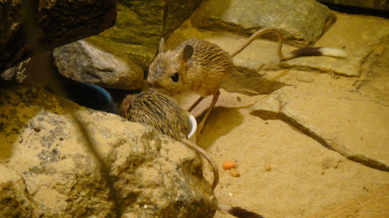 Greater jerboa at Bronx zoo 2014-12-29