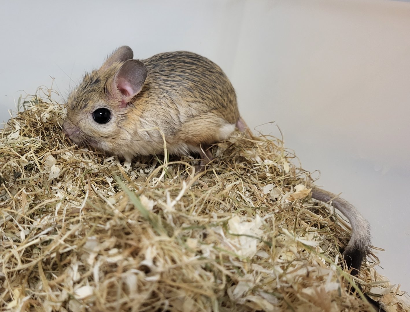 Greater jerboa - Jaculus orientalis