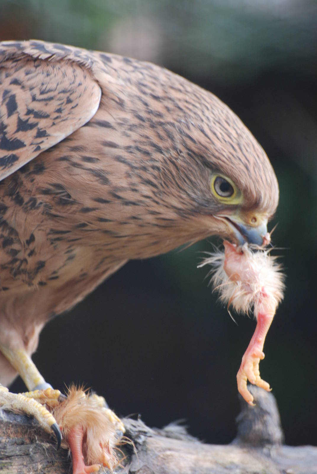 Greater Kestrel at Cotswold Falconry 05/03/11