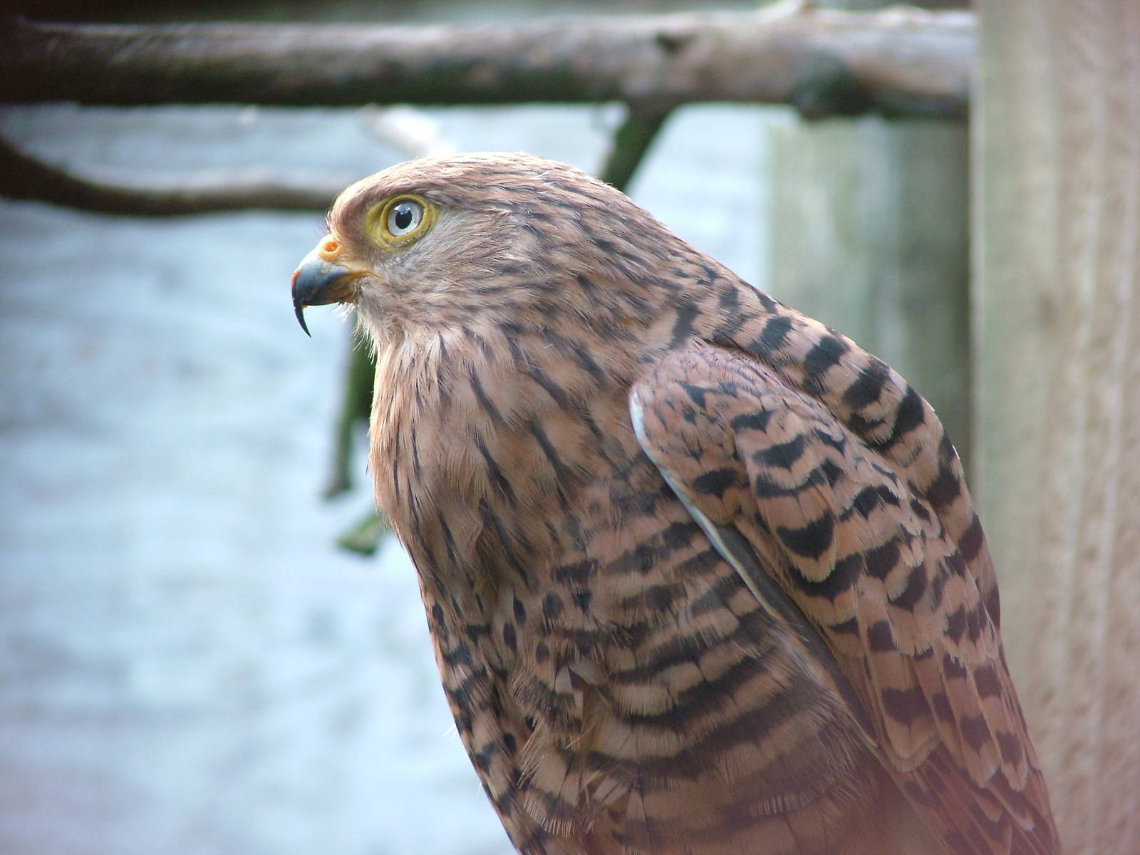 Greater Kestrel at Cotswold Falconry 20/09/09