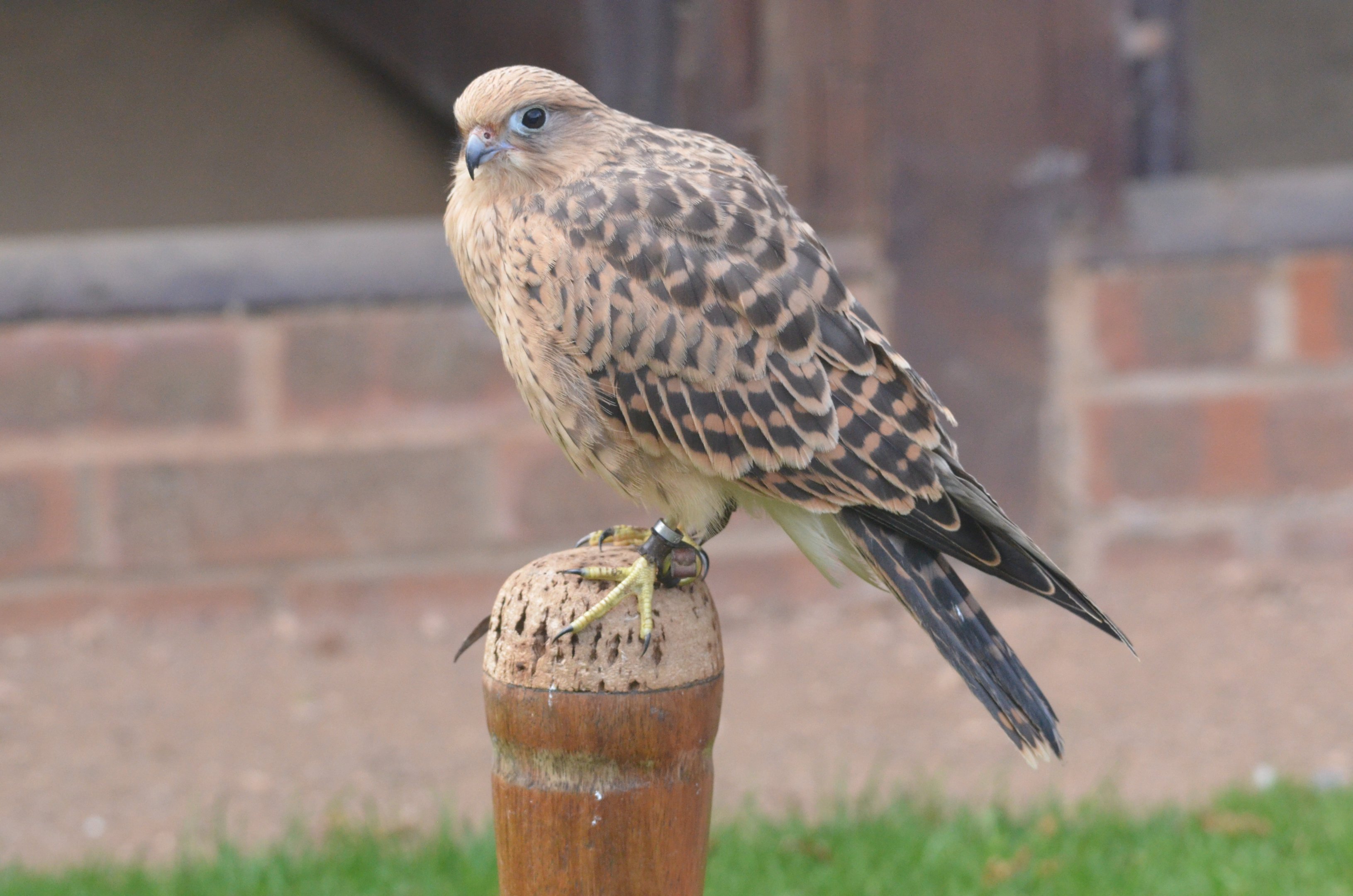 Greater Kestrel at ICBP Newent, 07/10/17