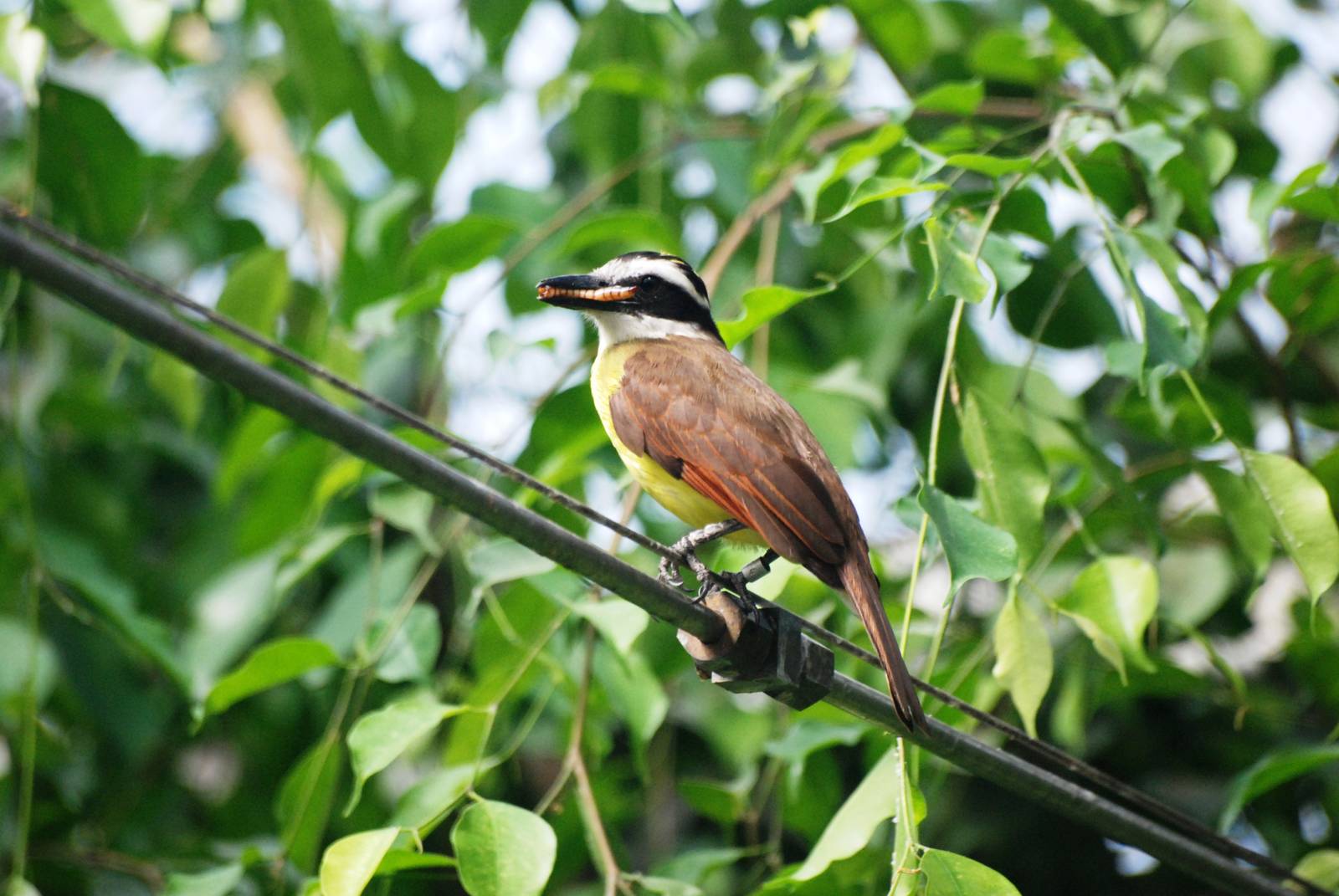 Greater Kiskadee at Dvur Kralove, 27/08/12