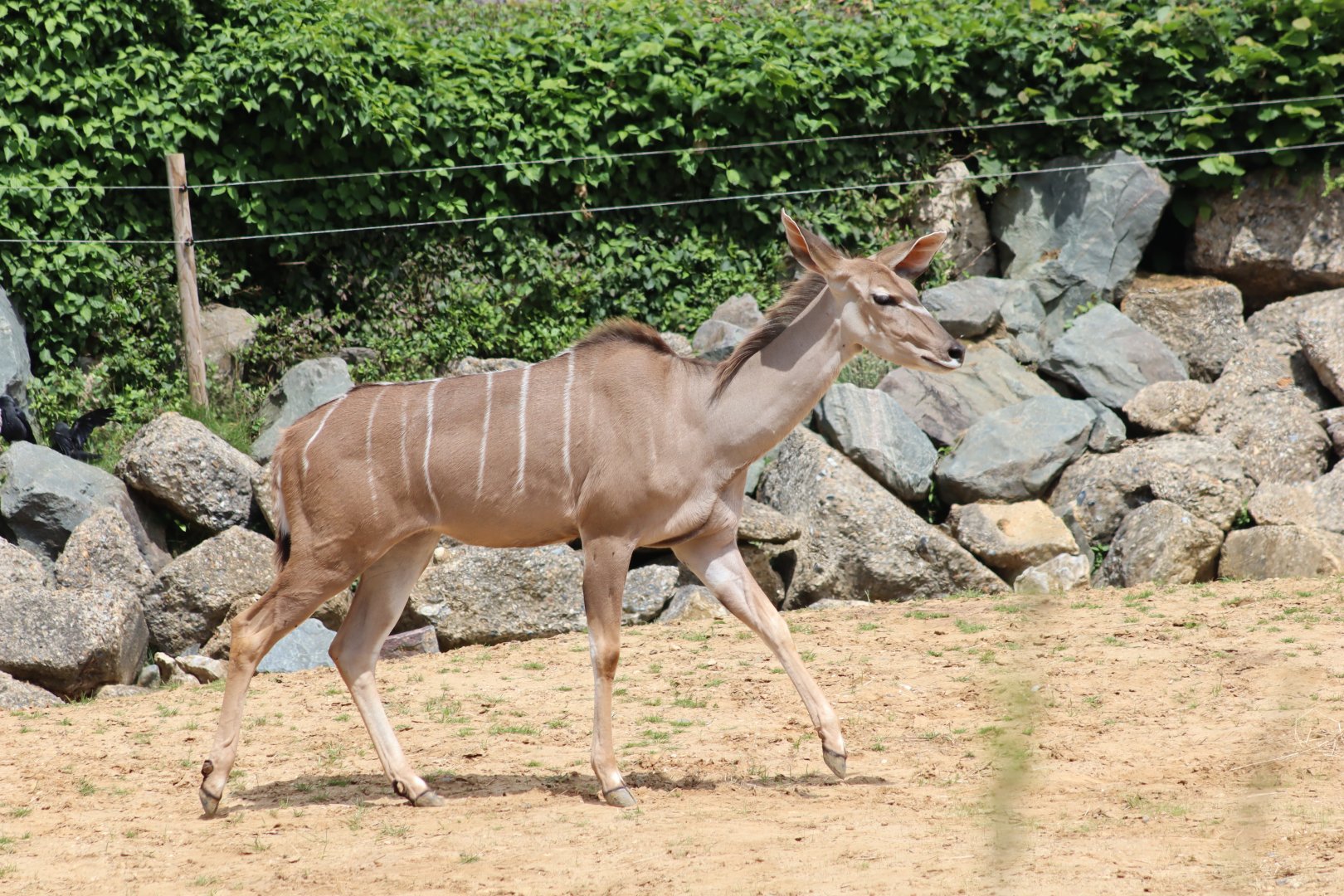 Greater kudu - 1 July 2021