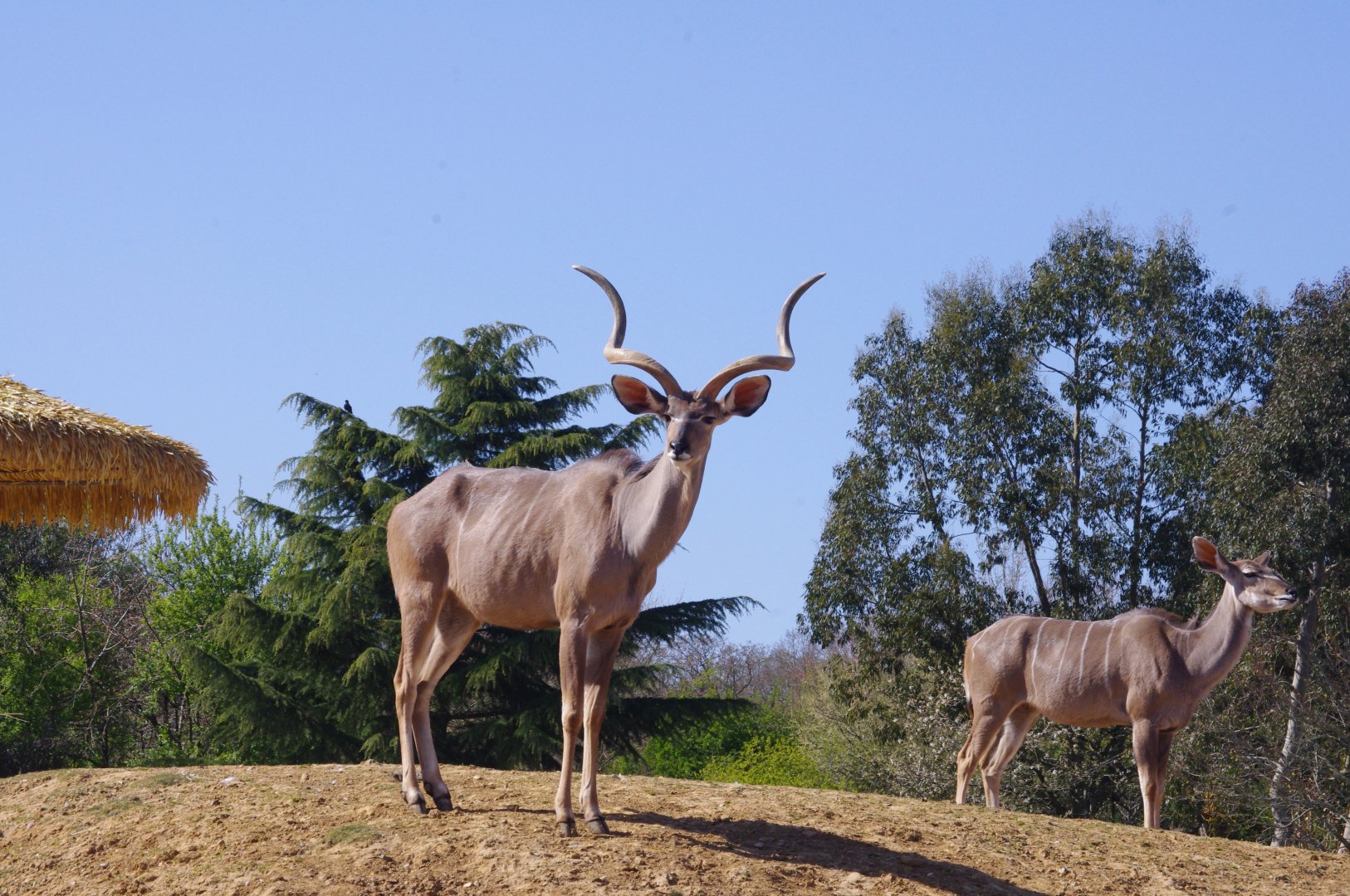 Greater kudu- 10/4/2025