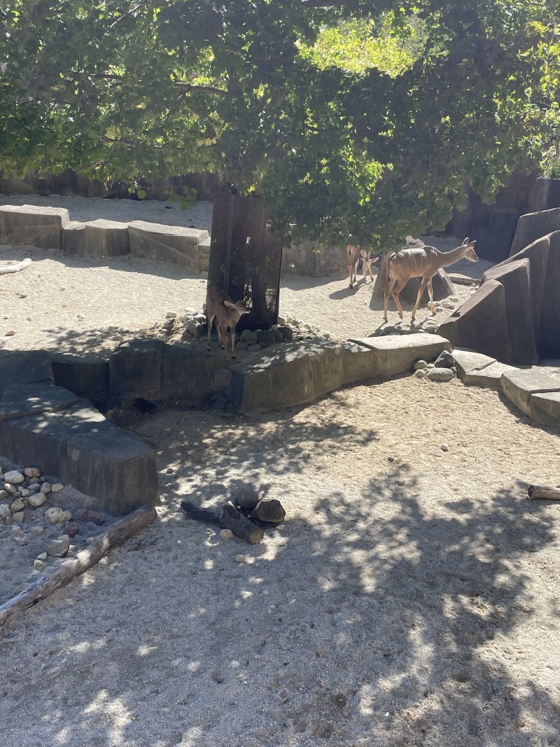 Greater Kudu (10/7/23)