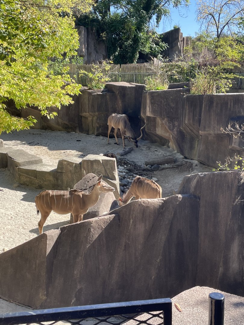 Greater Kudu (10/7/23)