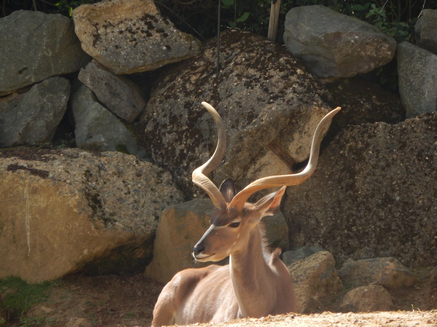 Greater kudu 110925
