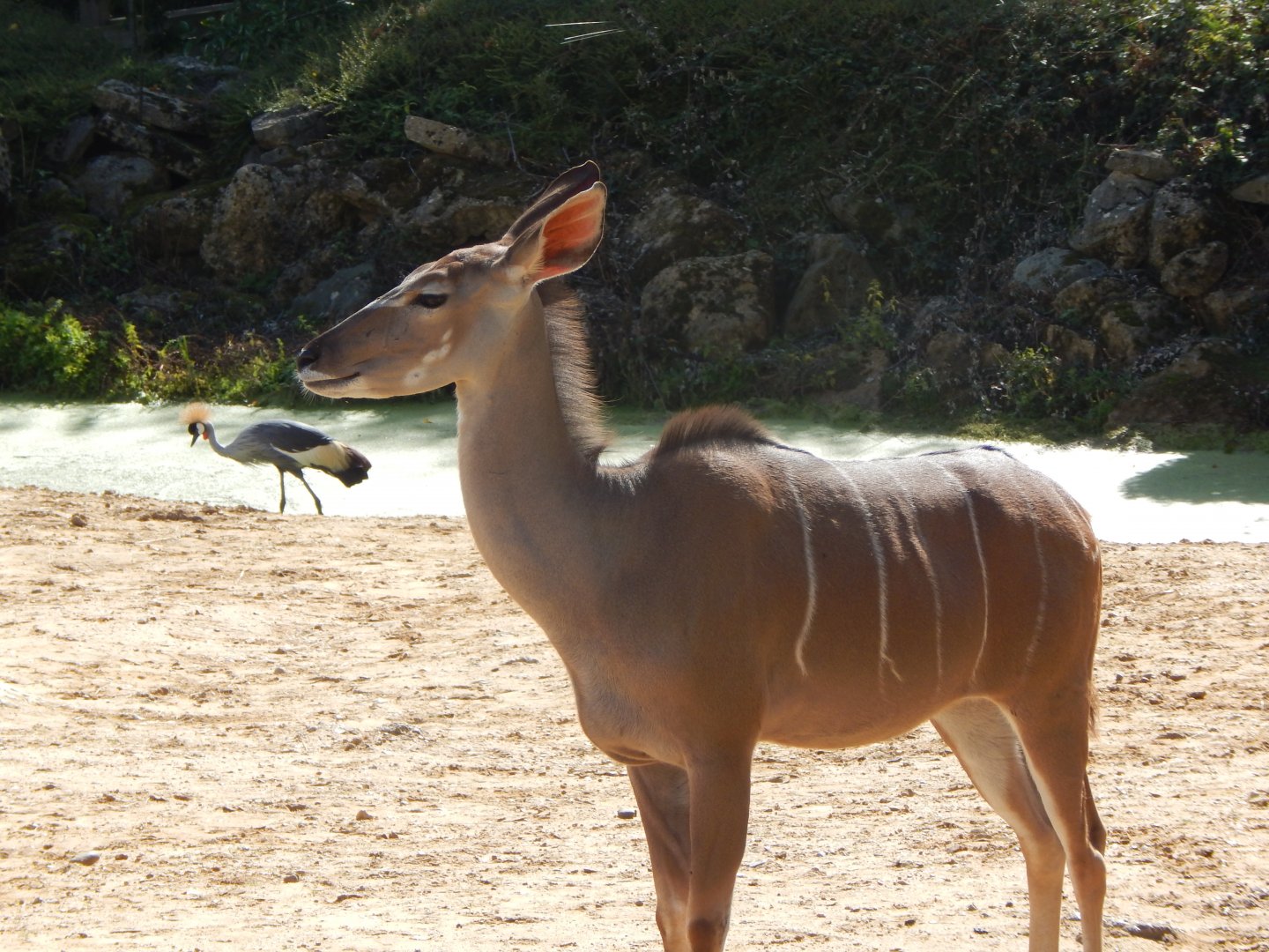 Greater kudu 110925