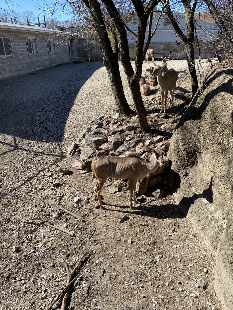 Greater Kudu - 2/12/2023