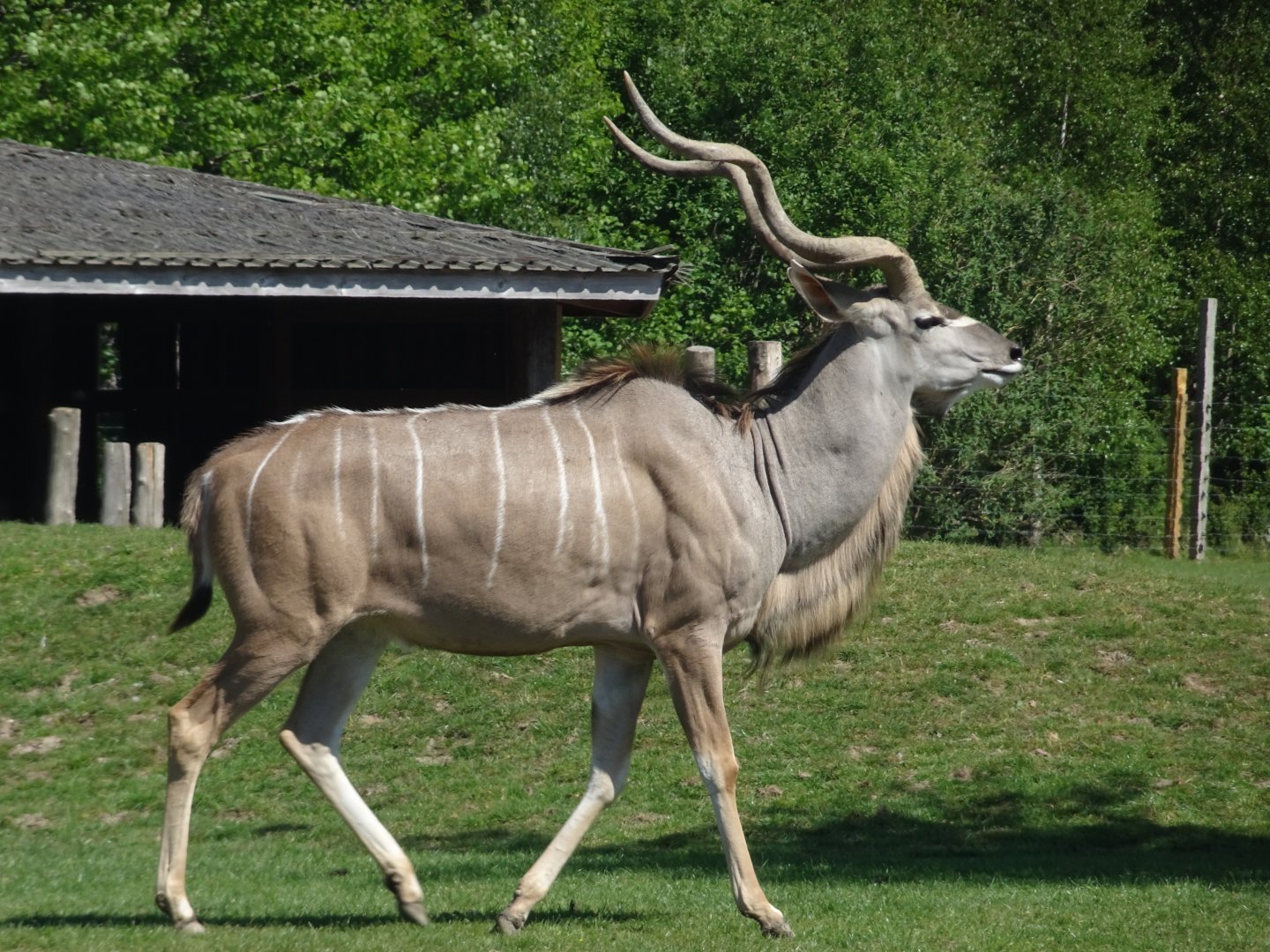 Greater Kudu 20 May 2025