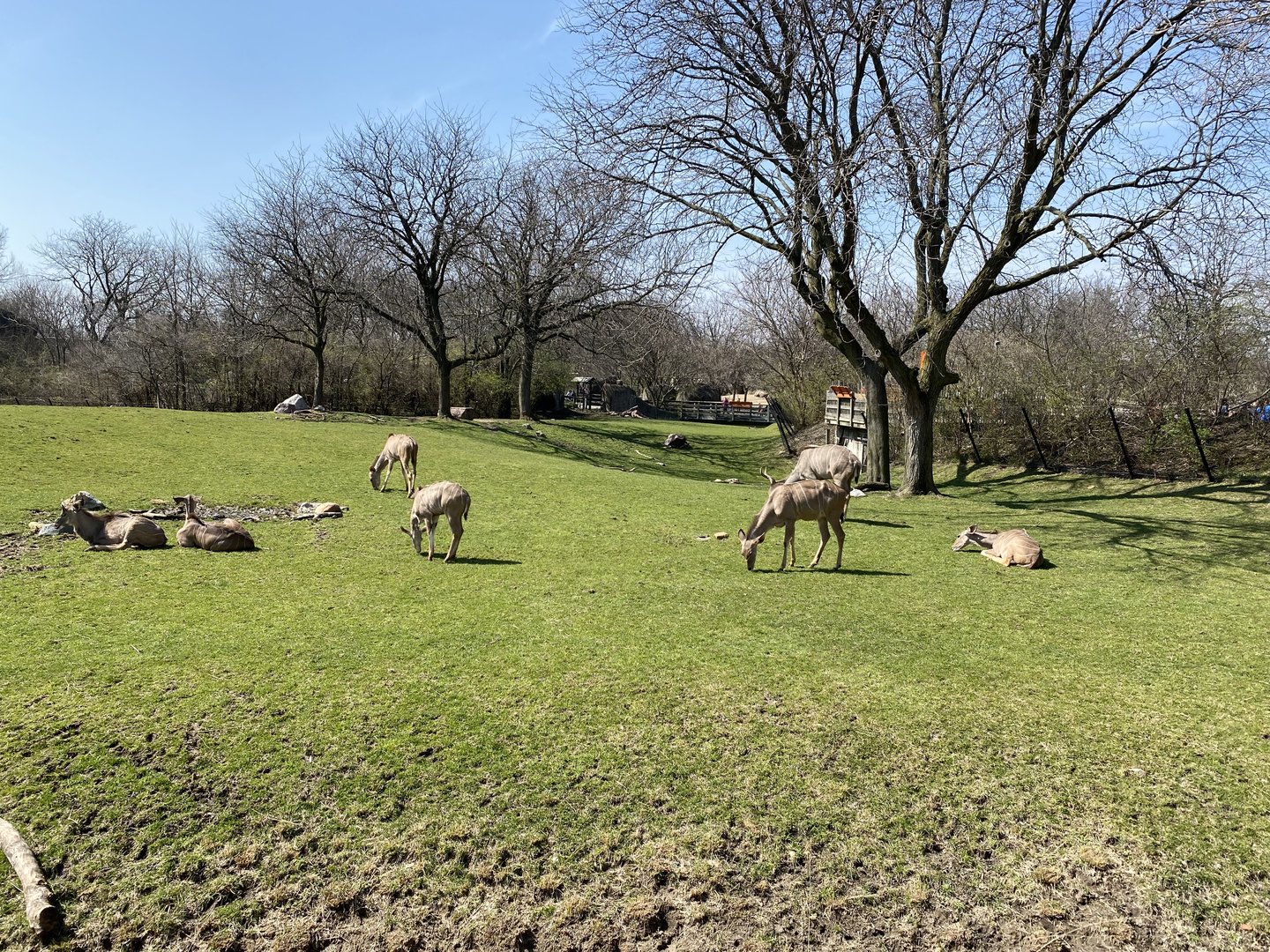 Greater Kudu - 3/30/2023