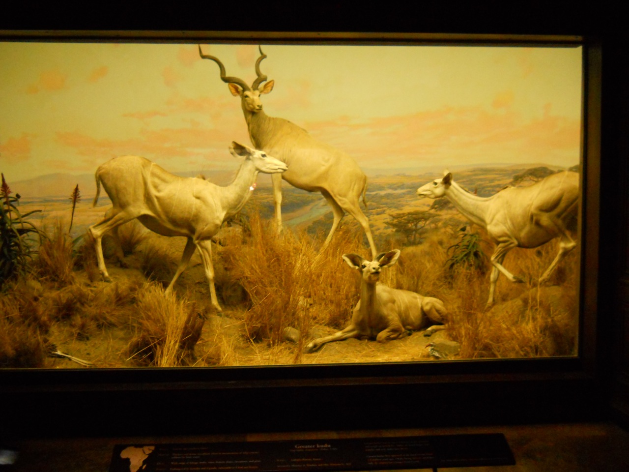 Greater Kudu, African Mammal Hall